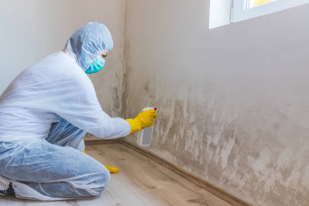 Licensed Commercial Mold Remediation service in Springs, PA - WQB Mold Removal